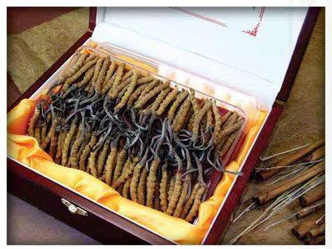 阳江冬虫夏草回收